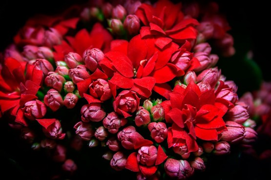 kalanchoe_flowers_ Red